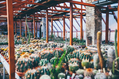 Plants in greenhouse