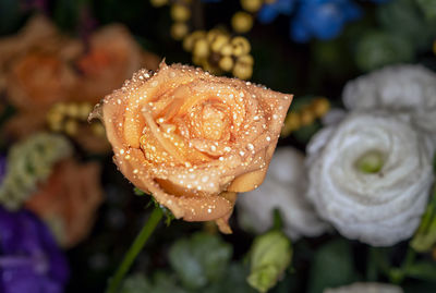 Close-up of water drops on rose flower