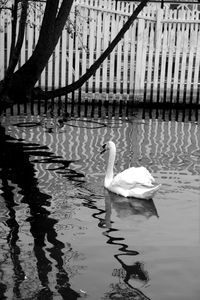 Swans swimming on lake