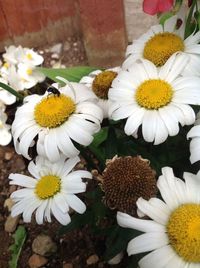 Close-up of white daisy flowers