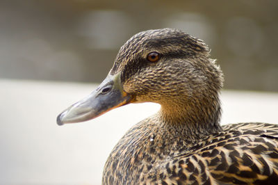 Close-up of mallard duck looking away