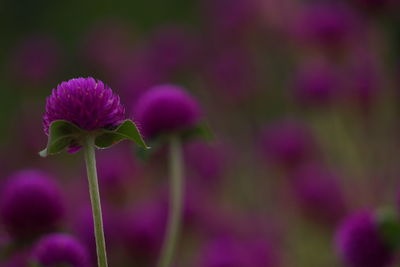 Close-up of pink flowering plant