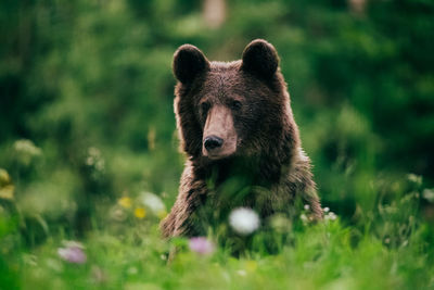 Bear in forest