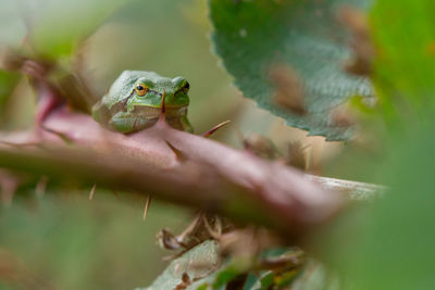 Close-up of frog on leaf