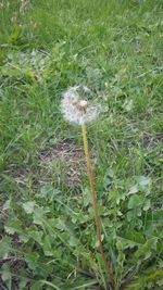 Close-up of dandelion on field