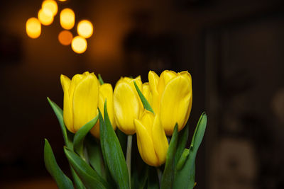 Close-up of yellow flowering plant