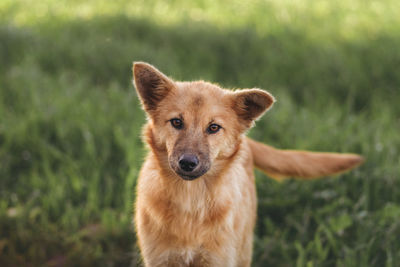 Portrait of a dog on field