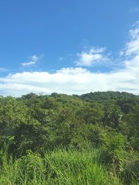 Scenic view of forest against sky