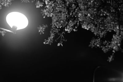 Low angle view of flower tree against sky at night