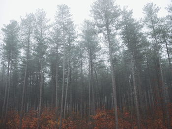 Trees in forest during autumn