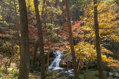 Trees in forest during autumn