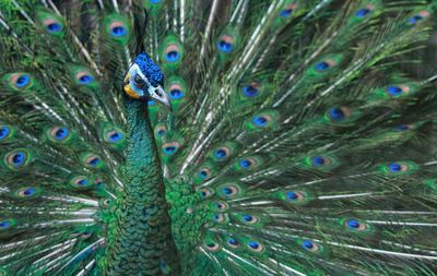 Full frame shot of peacock