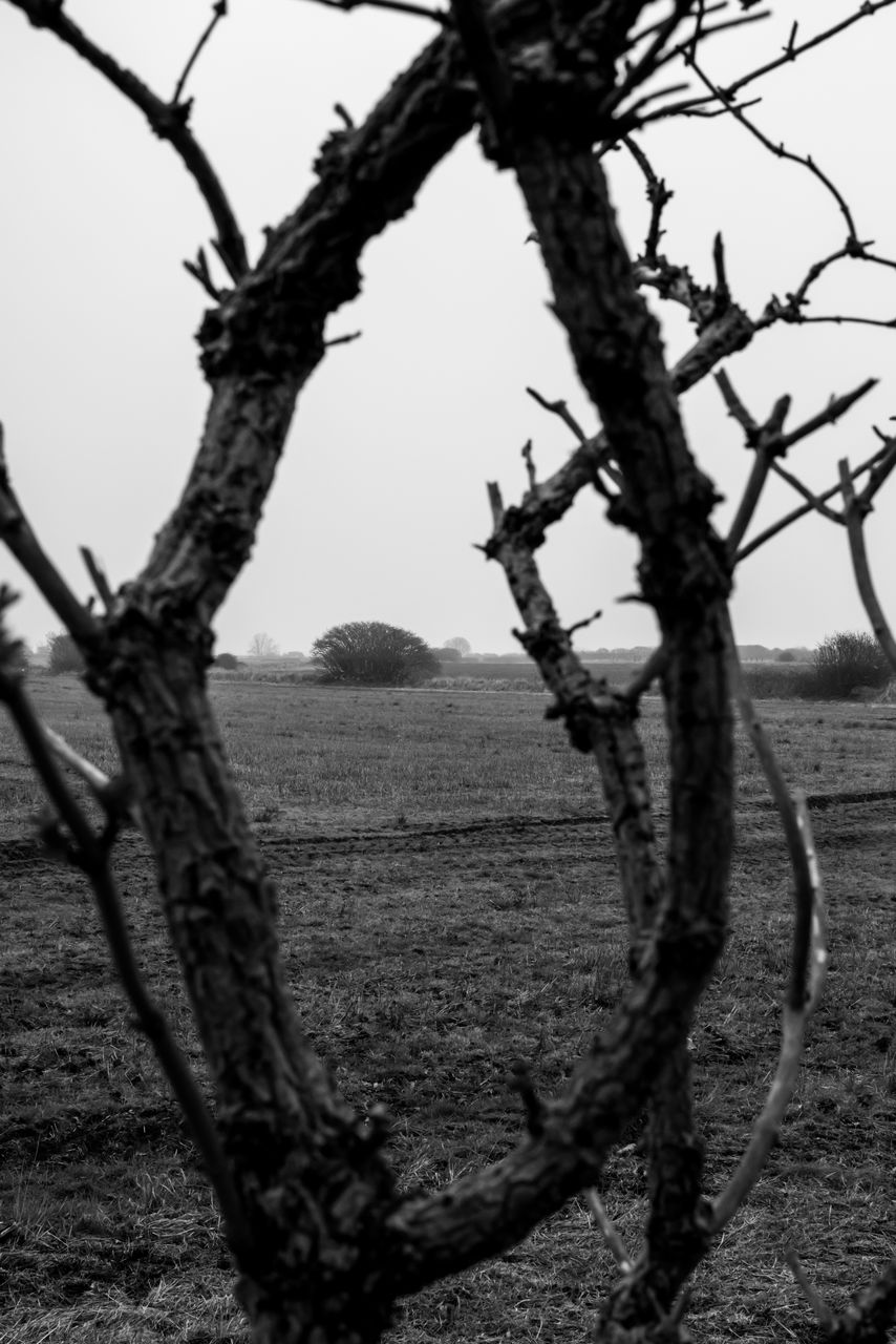 branch, tree, black and white, plant, monochrome photography, monochrome, nature, sky, no people, black, leaf, tree trunk, trunk, land, tranquility, landscape, day, scenics - nature, outdoors, flower, environment, beauty in nature, twig, spring, tranquil scene, bare tree, field, clear sky, rural scene