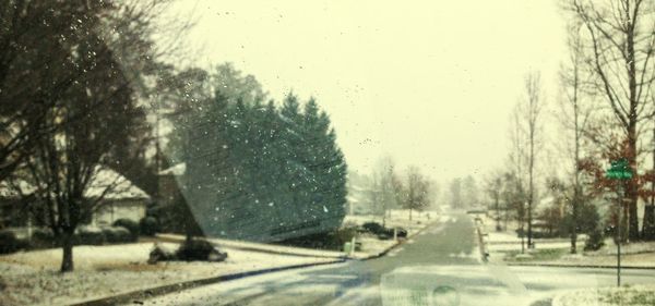 Road passing through a forest