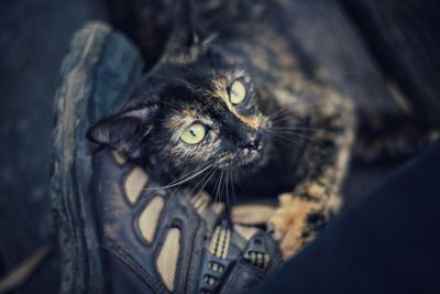 Close-up portrait of a cat