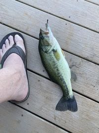 Fish and foot