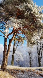 Trees on snow covered land