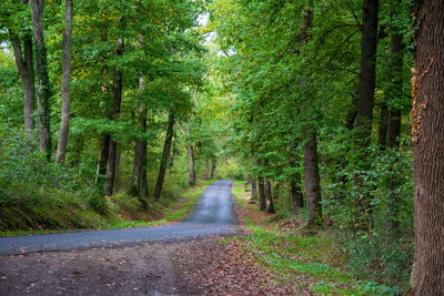 Road amidst trees in forest