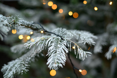 Close-up of illuminated christmas tree