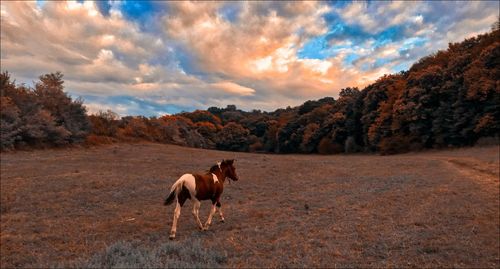 View of a horse on field