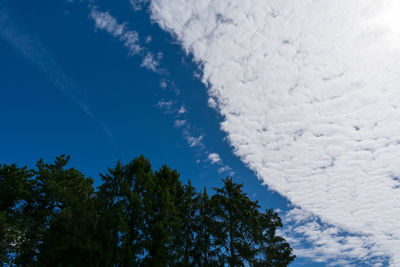 Low angle view of trees against blue sky