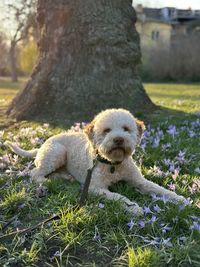 Close-up of lagotto romagnolo on field