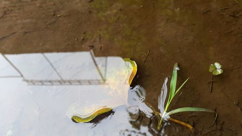 High angle view of plant by wall