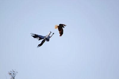 Low angle view of eagle flying against clear sky