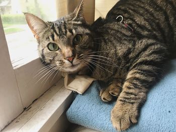 High angle portrait of cat sitting at home