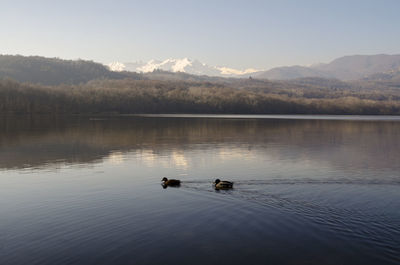 Ducks swimming in lake