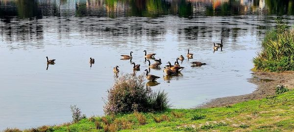 Birds swimming in lake