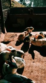 Close-up of birds on farm