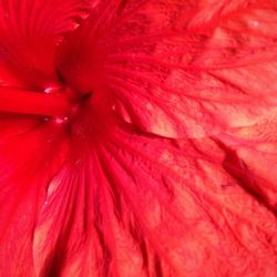 Macro shot of red flower