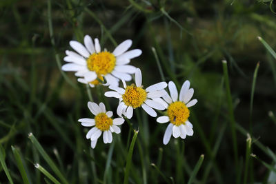 Close-up of white daisy flowers