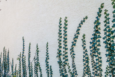 Close-up of ivy on wall