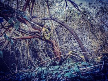 Fallen tree in forest