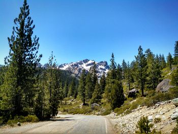 Empty road along trees on landscape