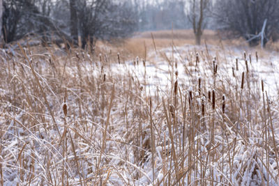 Close-up of frozen plants on field