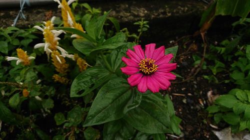 High angle view of pink flower blooming outdoors