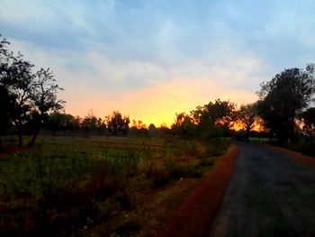 Road passing through forest