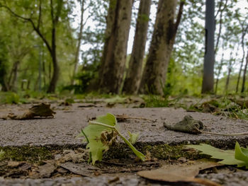 Close-up of leaves on land in forest