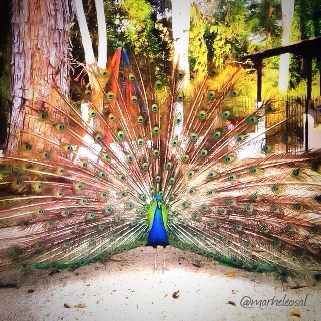 CLOSE-UP OF PEACOCK FEATHERS