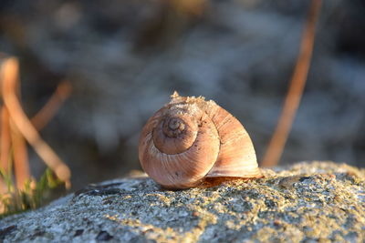 Close-up of snail on leaf