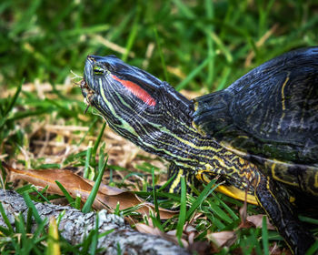 Close-up of turtle on grass