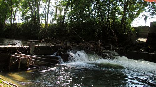 Scenic view of waterfall in forest