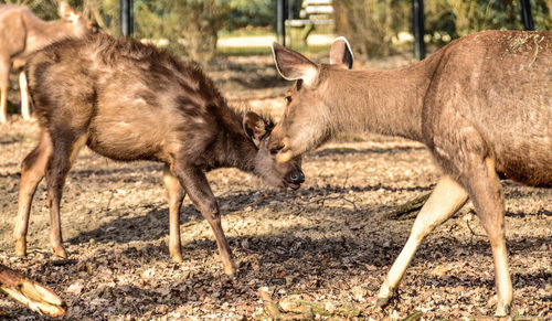 Doe with fawn on field