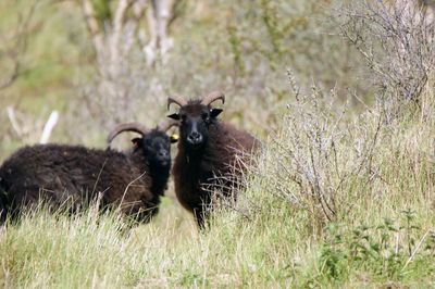 Portrait of two black sheep on grass