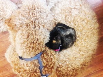 High angle view of dog in pen