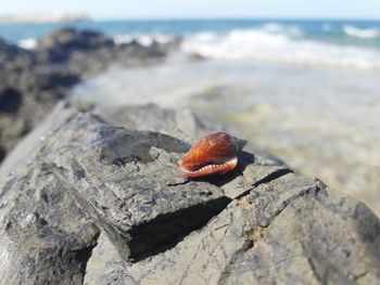 Close-up of crab on rock at beach