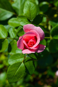 Close-up of pink rose